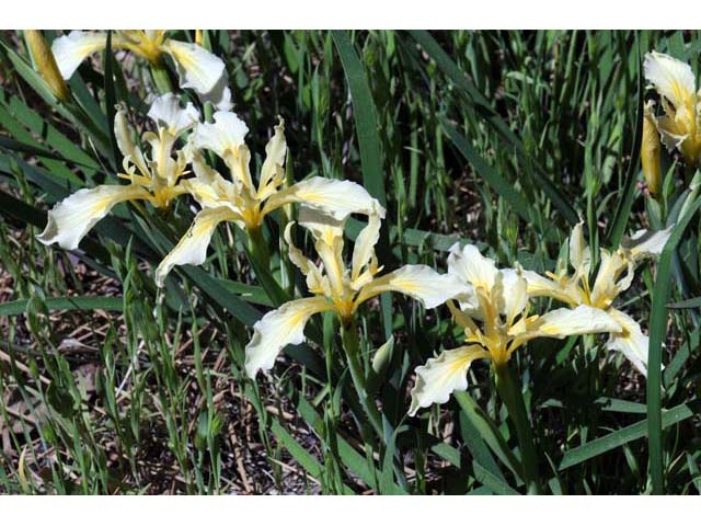 Iris hartwegii (Rainbow iris) #67789