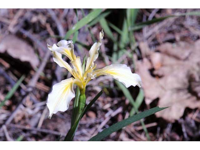 Iris hartwegii (Rainbow iris) #67790