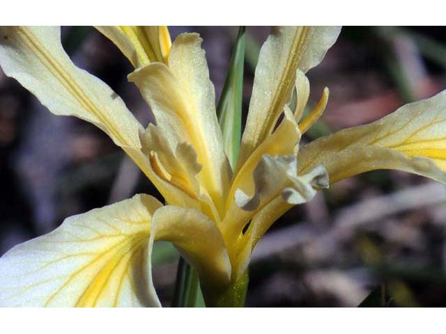 Iris hartwegii (Rainbow iris) #67791