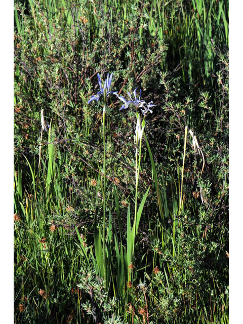 Iris missouriensis (Rocky mountain iris) #67799