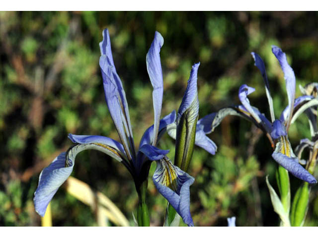 Iris missouriensis (Rocky mountain iris) #67800