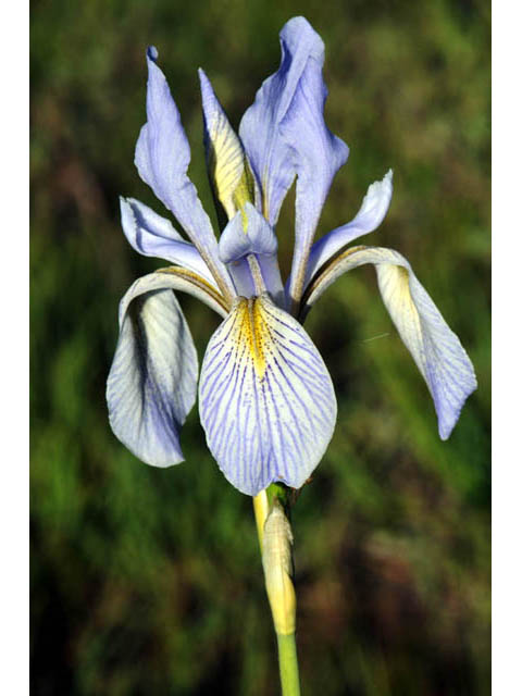 Iris missouriensis (Rocky mountain iris) #67801