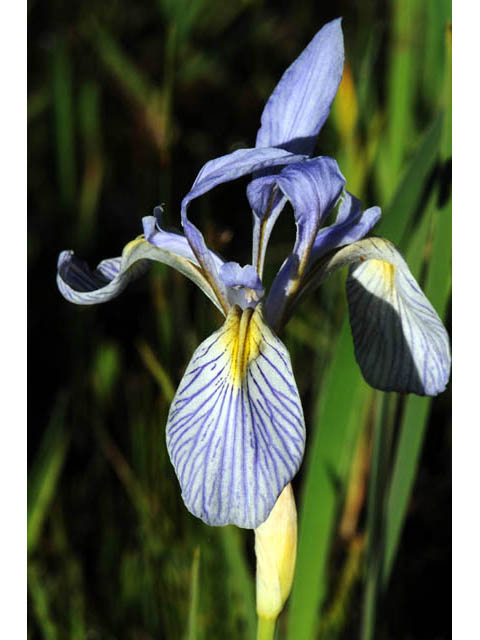 Iris missouriensis (Rocky mountain iris) #67802
