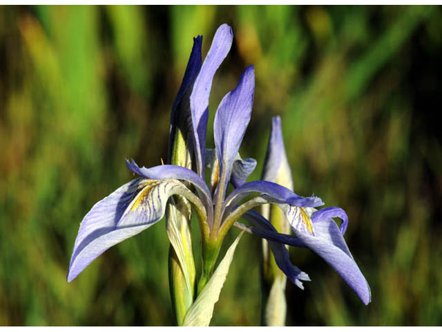 Iris missouriensis (Rocky mountain iris) #67803