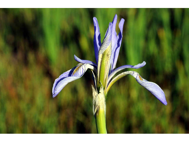 Iris missouriensis (Rocky mountain iris) #67804