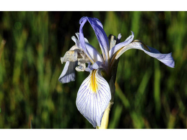 Iris missouriensis (Rocky mountain iris) #67805
