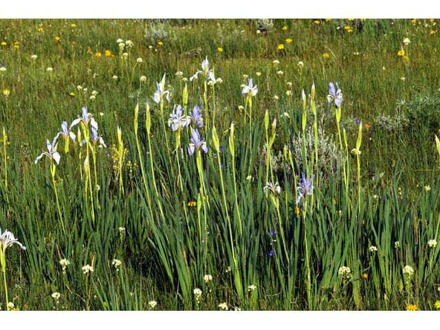 Iris missouriensis (Rocky mountain iris) #67807