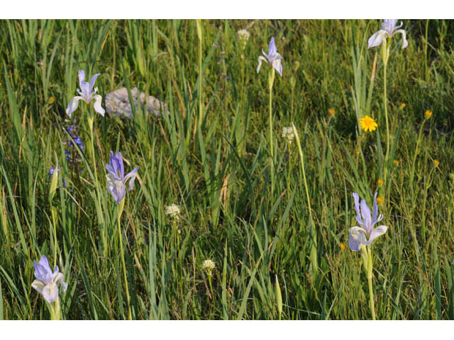 Iris missouriensis (Rocky mountain iris) #67808