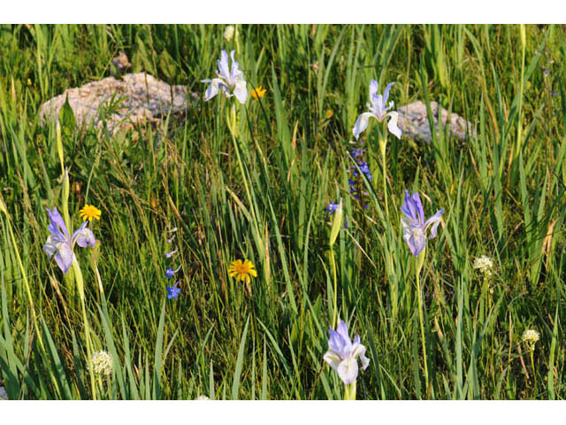 Iris missouriensis (Rocky mountain iris) #67809