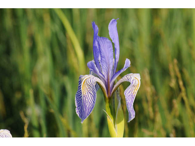 Iris missouriensis (Rocky mountain iris) #67810