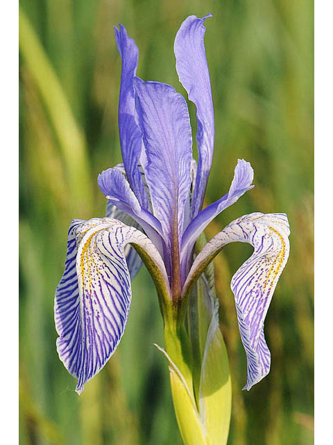 Iris missouriensis (Rocky mountain iris) #67811