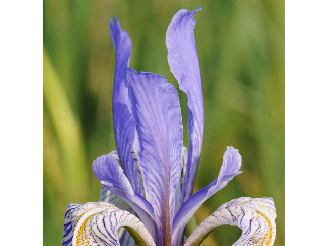 Iris missouriensis (Rocky mountain iris) #67812