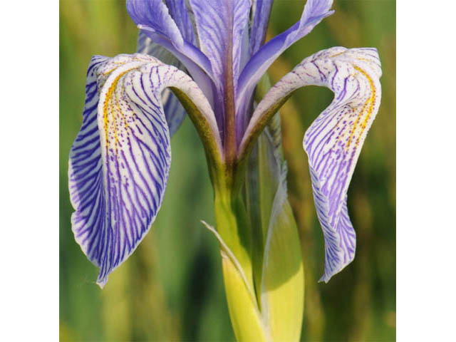 Iris missouriensis (Rocky mountain iris) #67813