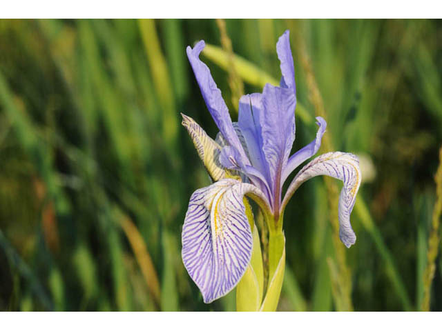 Iris missouriensis (Rocky mountain iris) #67814