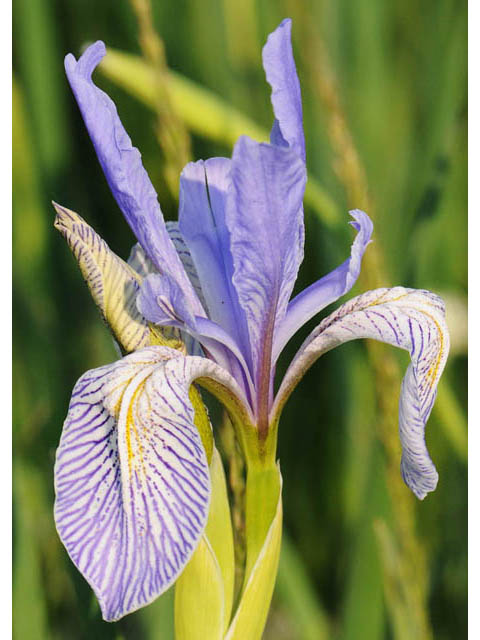 Iris missouriensis (Rocky mountain iris) #67815