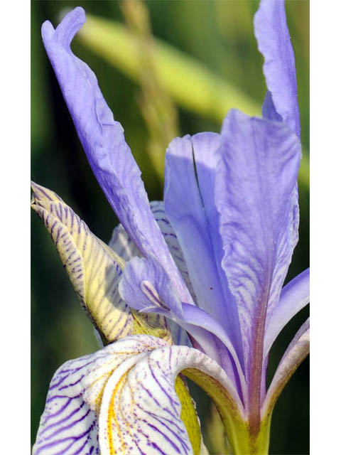 Iris missouriensis (Rocky mountain iris) #67816