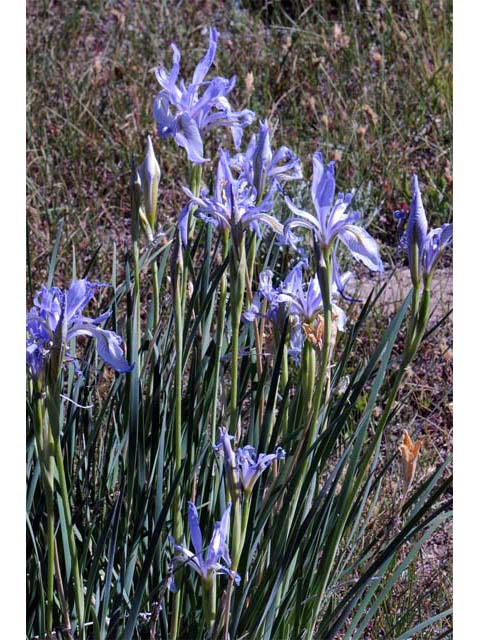 Iris missouriensis (Rocky mountain iris) #67819