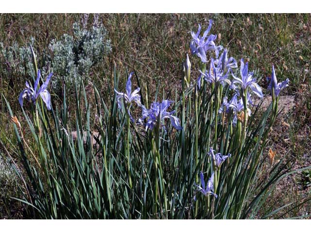 Iris missouriensis (Rocky mountain iris) #67820
