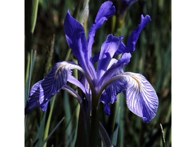 Iris missouriensis (Rocky mountain iris) #67822