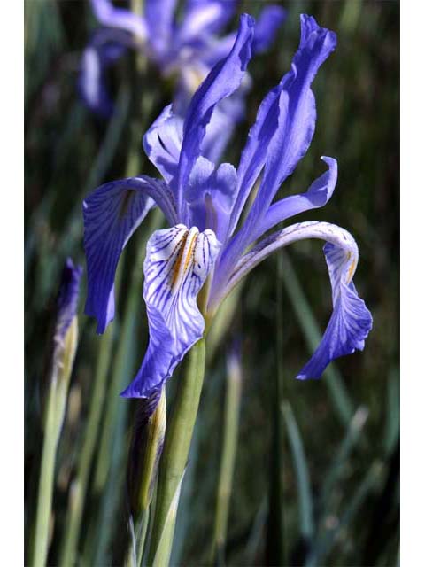 Iris missouriensis (Rocky mountain iris) #67823