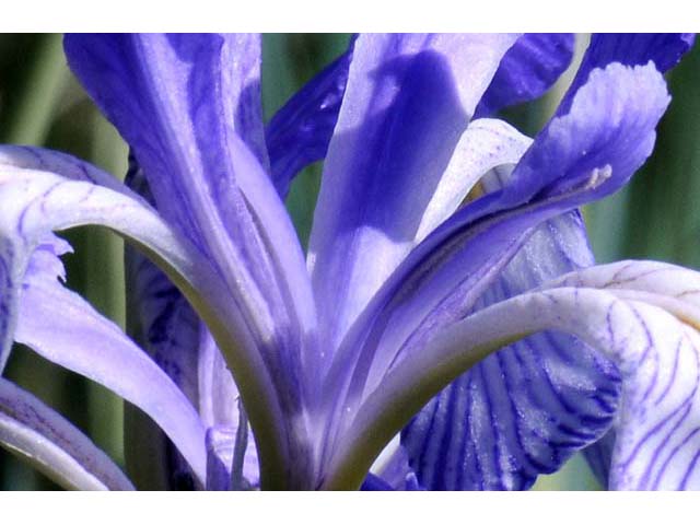 Iris missouriensis (Rocky mountain iris) #67824