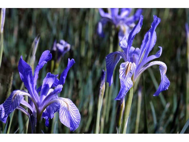 Iris missouriensis (Rocky mountain iris) #67825