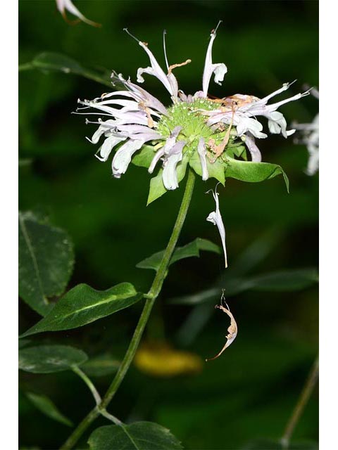 Monarda fistulosa ssp. fistulosa var. fistulosa  (Wild bergamot) #67891