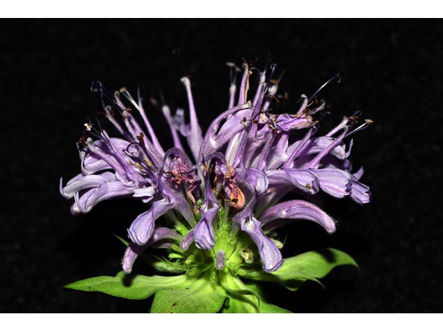 Monarda fistulosa ssp. fistulosa var. fistulosa  (Wild bergamot) #67900