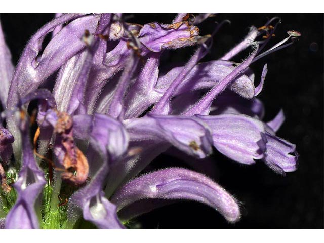 Monarda fistulosa ssp. fistulosa var. fistulosa  (Wild bergamot) #67901