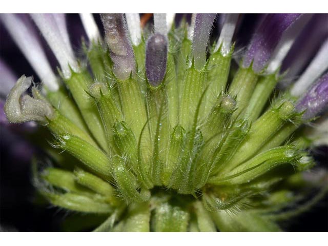 Monarda fistulosa ssp. fistulosa var. fistulosa  (Wild bergamot) #67914