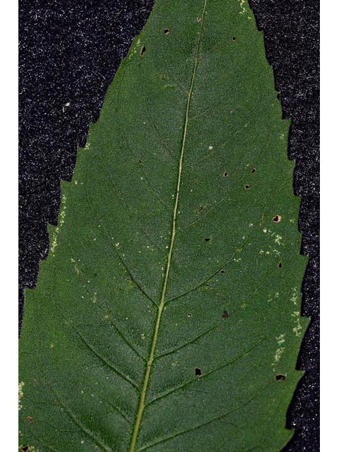 Monarda fistulosa ssp. fistulosa var. fistulosa  (Wild bergamot) #67915