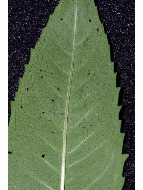 Monarda fistulosa ssp. fistulosa var. fistulosa  (Wild bergamot) #67917