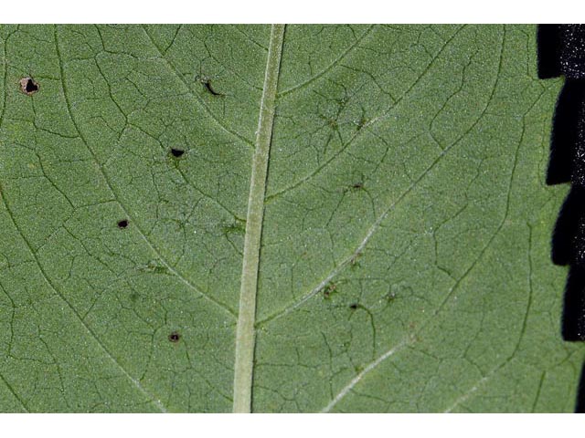 Monarda fistulosa ssp. fistulosa var. fistulosa  (Wild bergamot) #67918