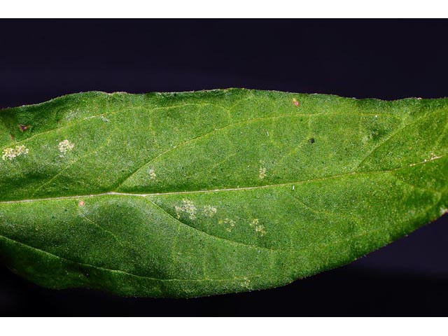 Prunella vulgaris (Common selfheal) #67967
