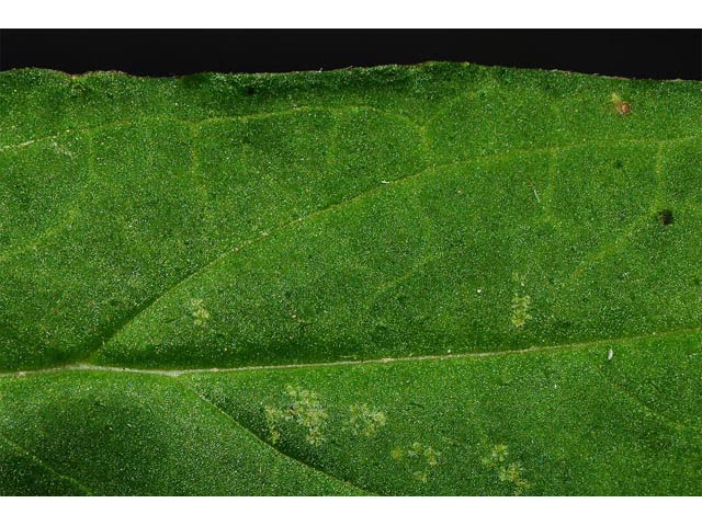 Prunella vulgaris (Common selfheal) #67968