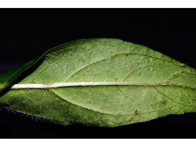 Prunella vulgaris (Common selfheal) #67969