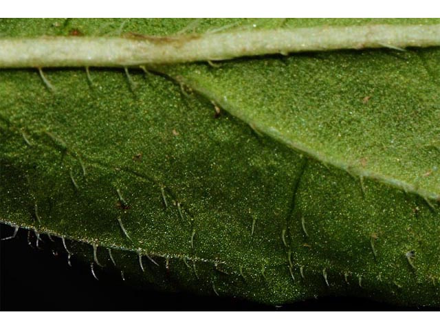 Prunella vulgaris (Common selfheal) #67970