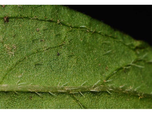 Prunella vulgaris (Common selfheal) #67971