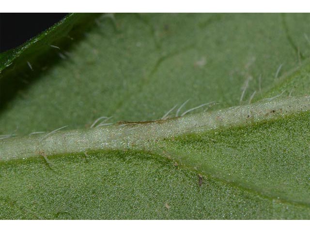 Prunella vulgaris (Common selfheal) #67972