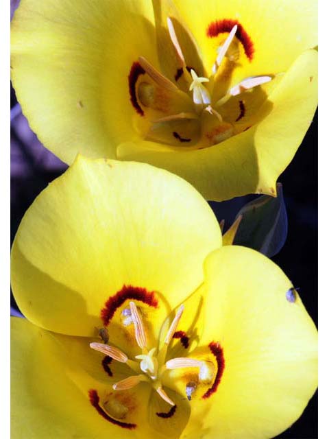 Calochortus aureus (Golden mariposa lily) #68061