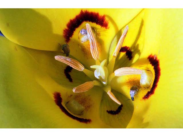 Calochortus aureus (Golden mariposa lily) #68062