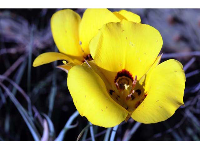 Calochortus aureus (Golden mariposa lily) #68063
