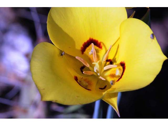 Calochortus aureus (Golden mariposa lily) #68065