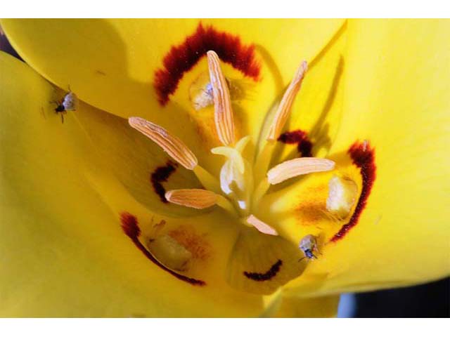 Calochortus aureus (Golden mariposa lily) #68066