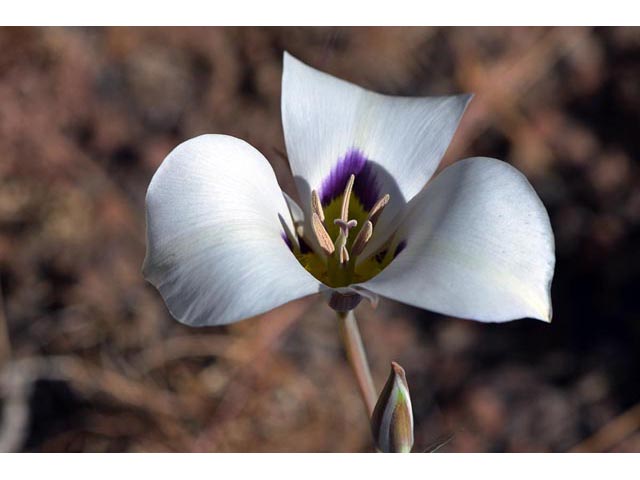 Calochortus bruneaunis (Bruneau mariposa lily) #68067