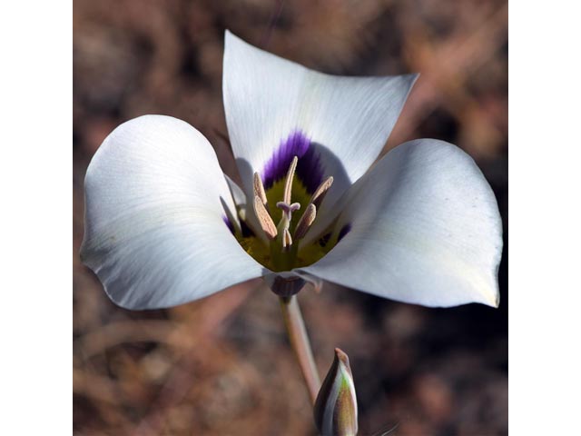 Calochortus bruneaunis (Bruneau mariposa lily) #68068