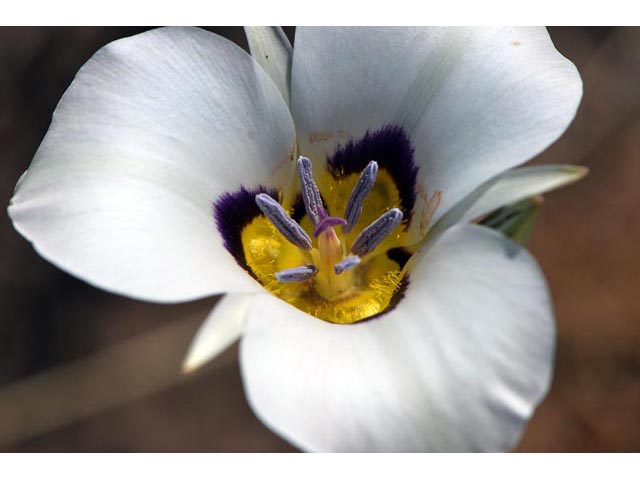 Calochortus bruneaunis (Bruneau mariposa lily) #68069