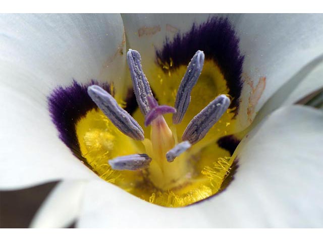 Calochortus bruneaunis (Bruneau mariposa lily) #68070