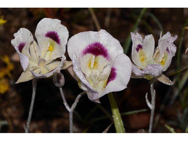 Calochortus eurycarpus (White mariposa lily) #68076