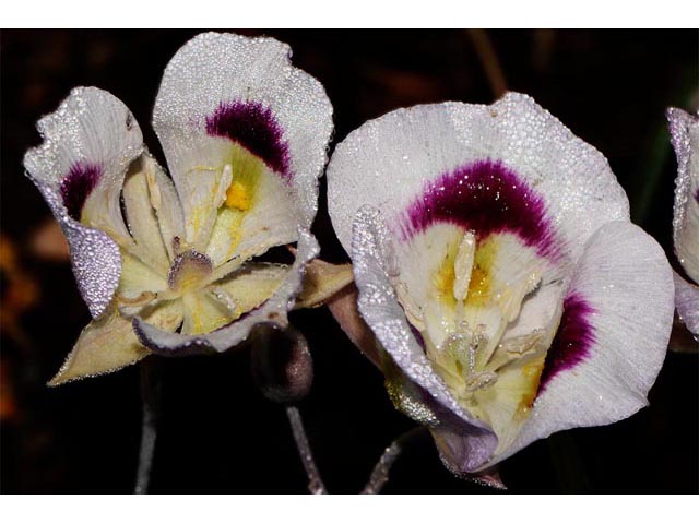 Calochortus eurycarpus (White mariposa lily) #68077